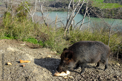 Cinghiale selvatico che mangia ai bordi del fiume Tevere photo
