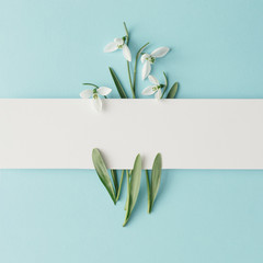 Creative layout made with snowdrop flowers on bright blue  background. Flat lay. Spring minimal concept.