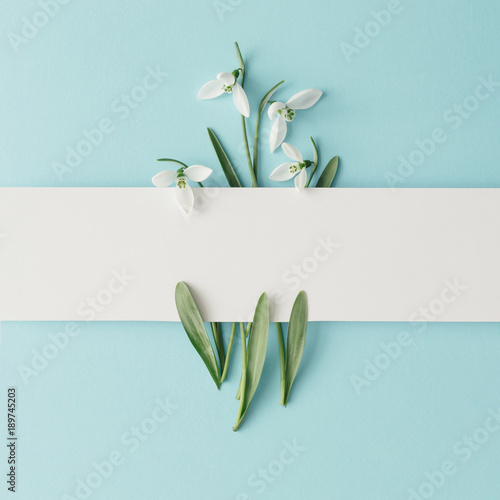 Creative layout made with snowdrop flowers on bright blue  background. Flat lay. Spring minimal concept.