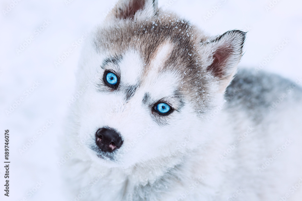 winter portrait of a cute blue-eyed husky puppy against a snowy nature background