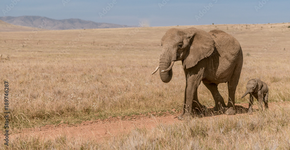 Fototapeta premium Elephants walking in the Masai Mara