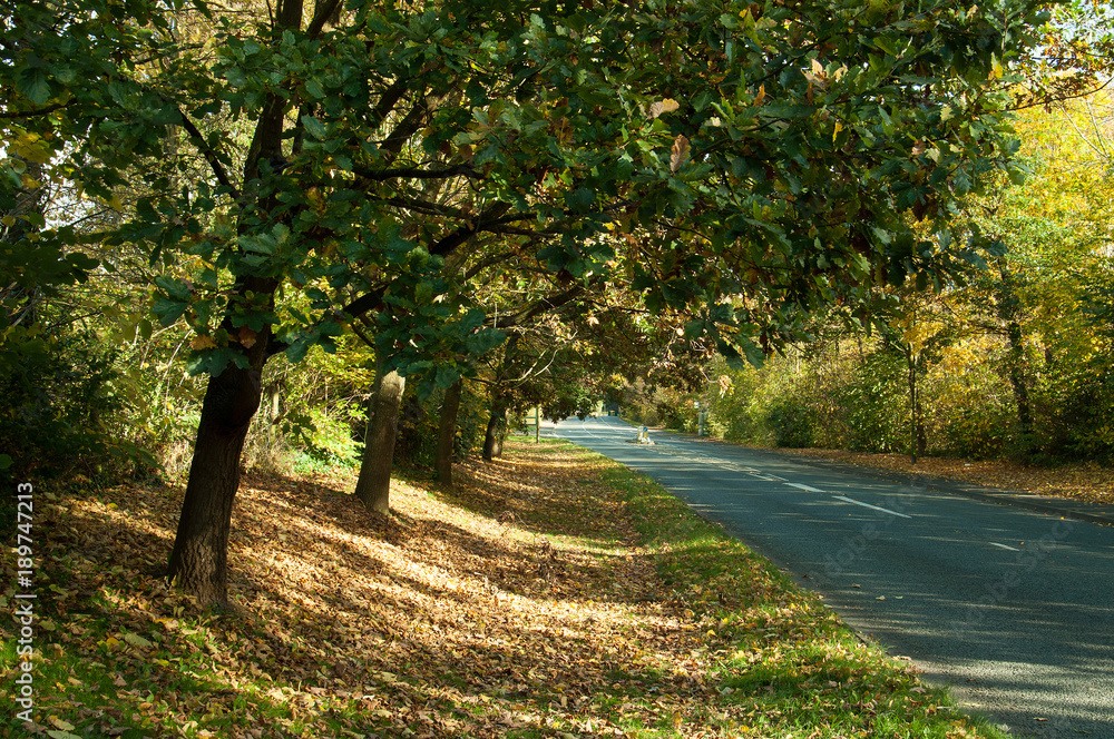 Country road in English countryside in the autumn. Country road in English countryside in the autumn.