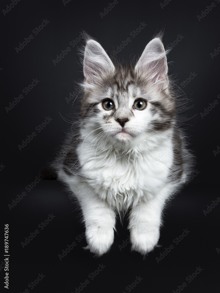 Black silver classic tabby white Maine Coon kitten / young cat laying on black background with paws hanging over edge