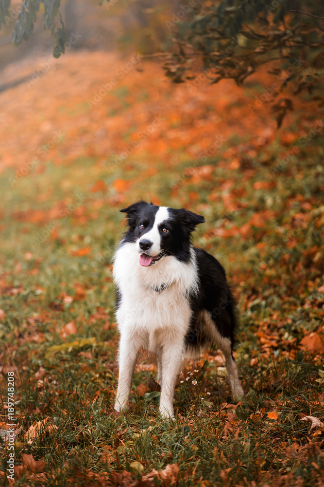 A dog breeds a border collie in a beautiful autumn forest