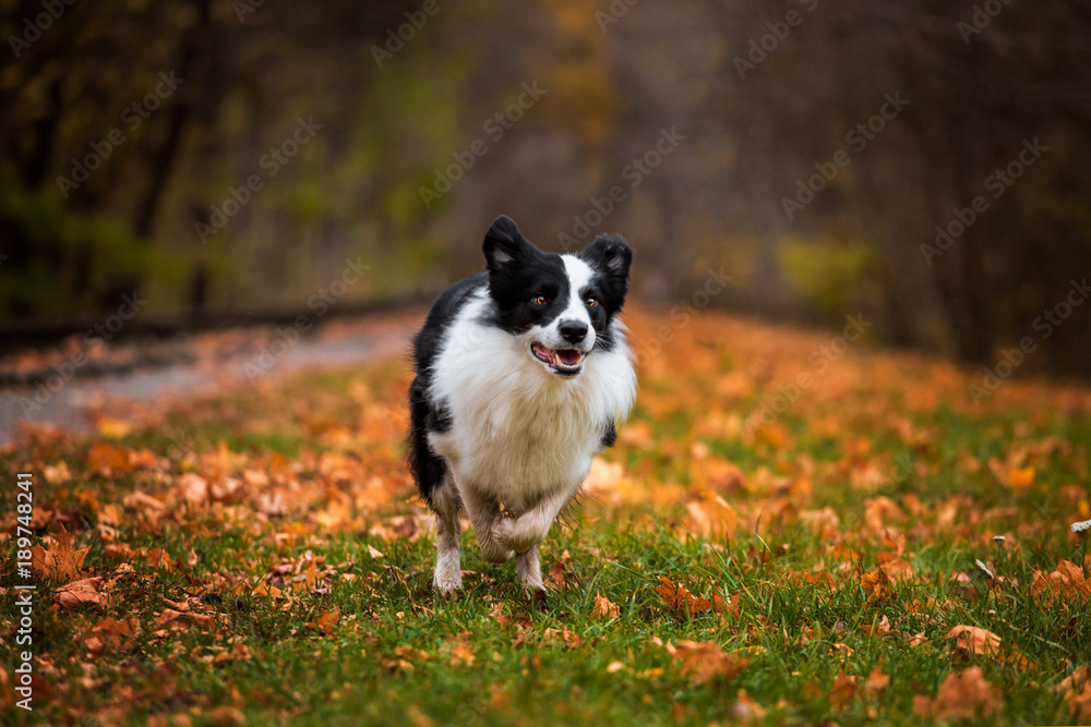 A dog breeds a border collie in a beautiful autumn forest A dog breeds a border collie in a beautiful autumn forest
