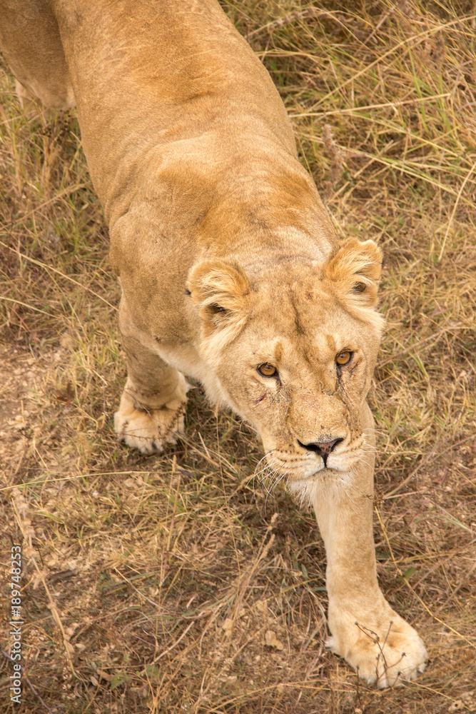 Fototapeta premium An adult lioness stands by a watering place on dried grass