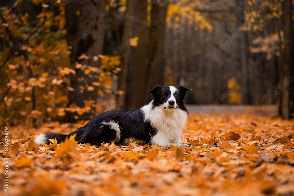 A dog breeds a border collie in a beautiful autumn forest A dog breeds a border collie in a beautiful autumn forest