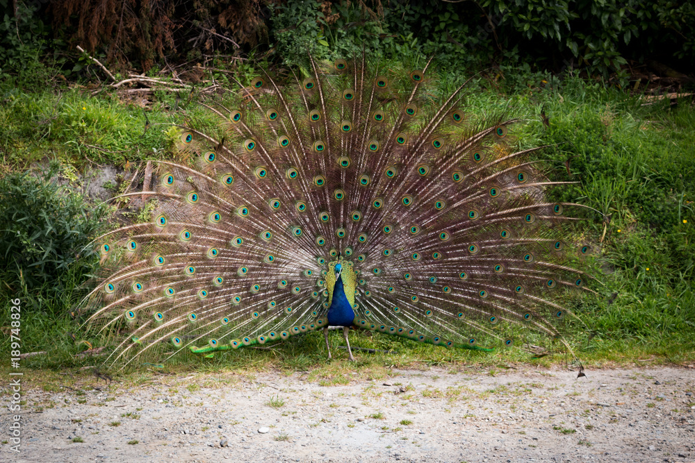 Obraz premium New Zealand male peacock animal in the wild