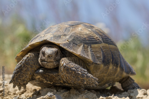 Big spur thighed turtle (Testudo graeca) standing in the sun on a green background, Macin Mountains, Dobrogea