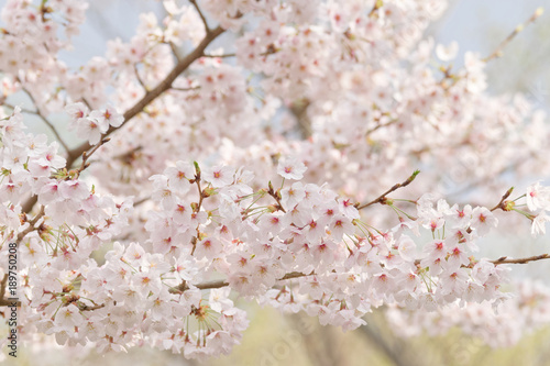 桜