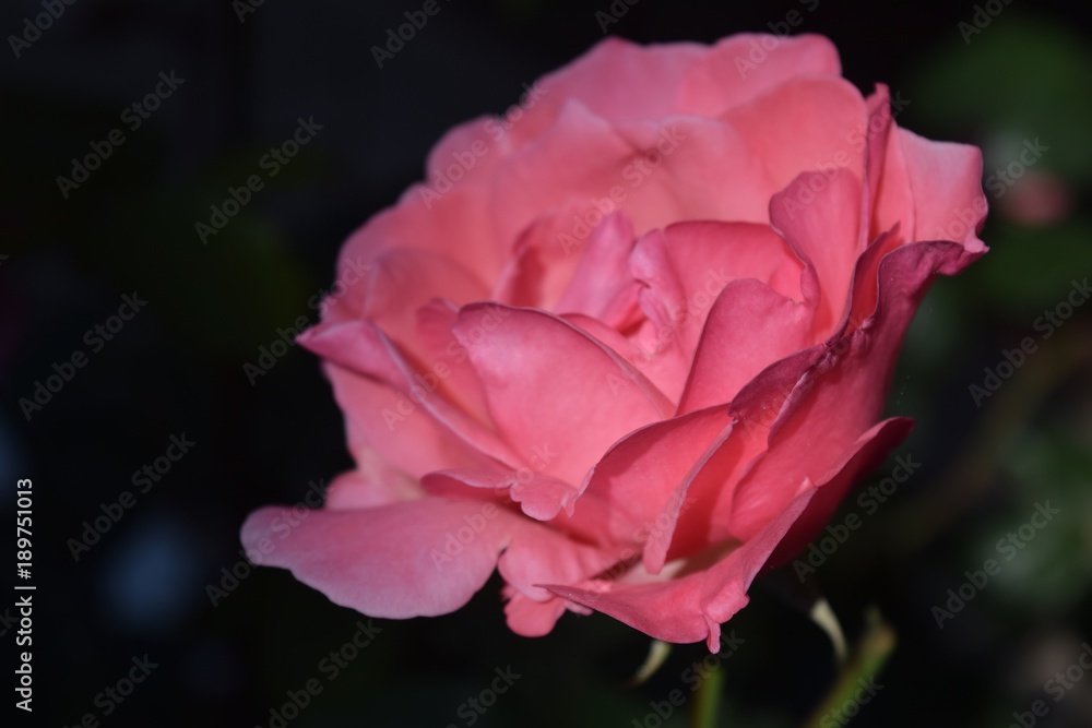  Beautiful pink rose on natural background