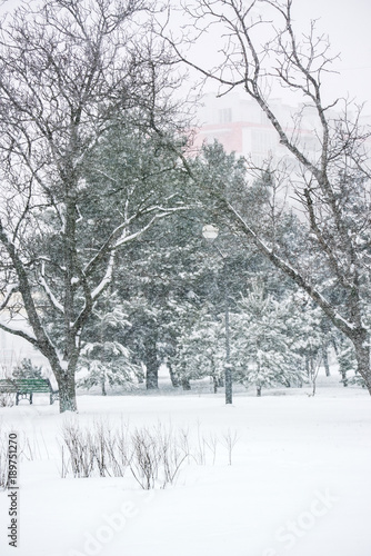 Wallpaper Mural Vertical photo of the snowfall in the park. Trees in the snow Torontodigital.ca