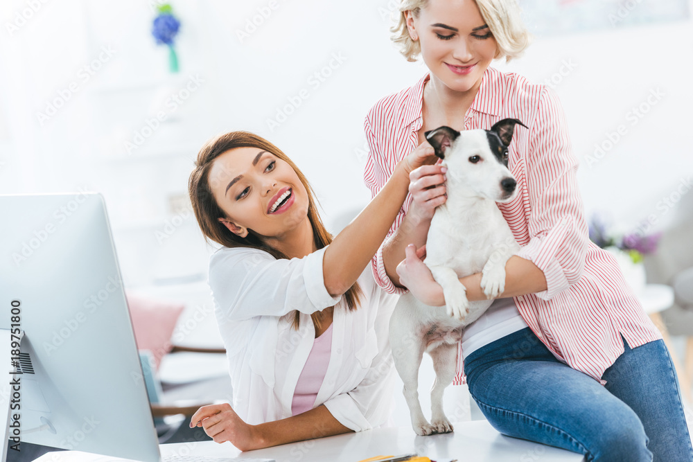 attractive girls with jack russell terrier dog at home attractive girls with jack russell terrier dog at home