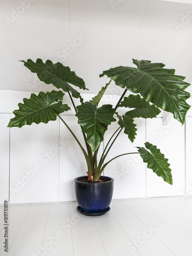 A large Alocasia in a blue pot in a white interior