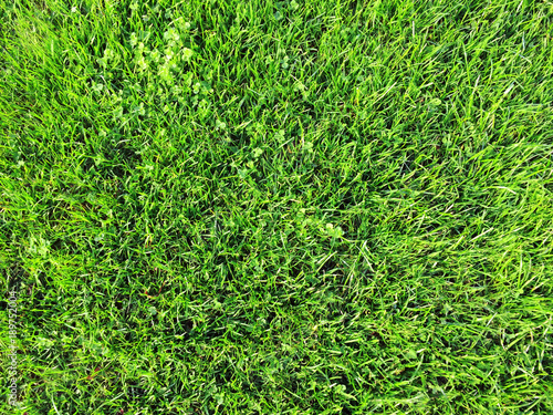 Wiese oder Rasen mit Gras als Hintergrund, Struktur oder Textur