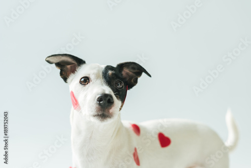 funny jack russell terrier dog in red hearts, on white © LIGHTFIELD STUDIOS