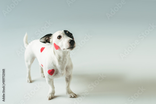 Jack russell terrier in red hearts for valentines day, on white