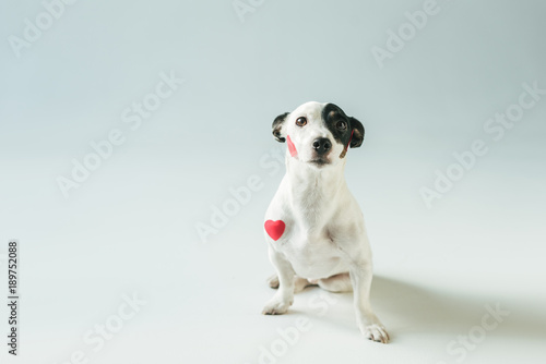 cute jack russell terrier dog in red hearts  on white