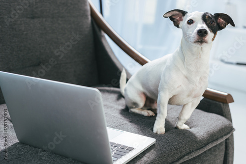 Jack russell terrier dog sitting on armchair with laptop © LIGHTFIELD STUDIOS