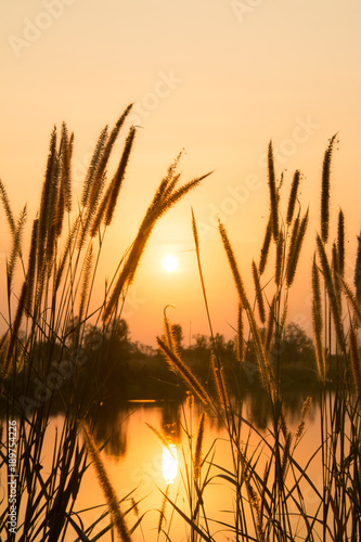 Sunset light with flower and grass background