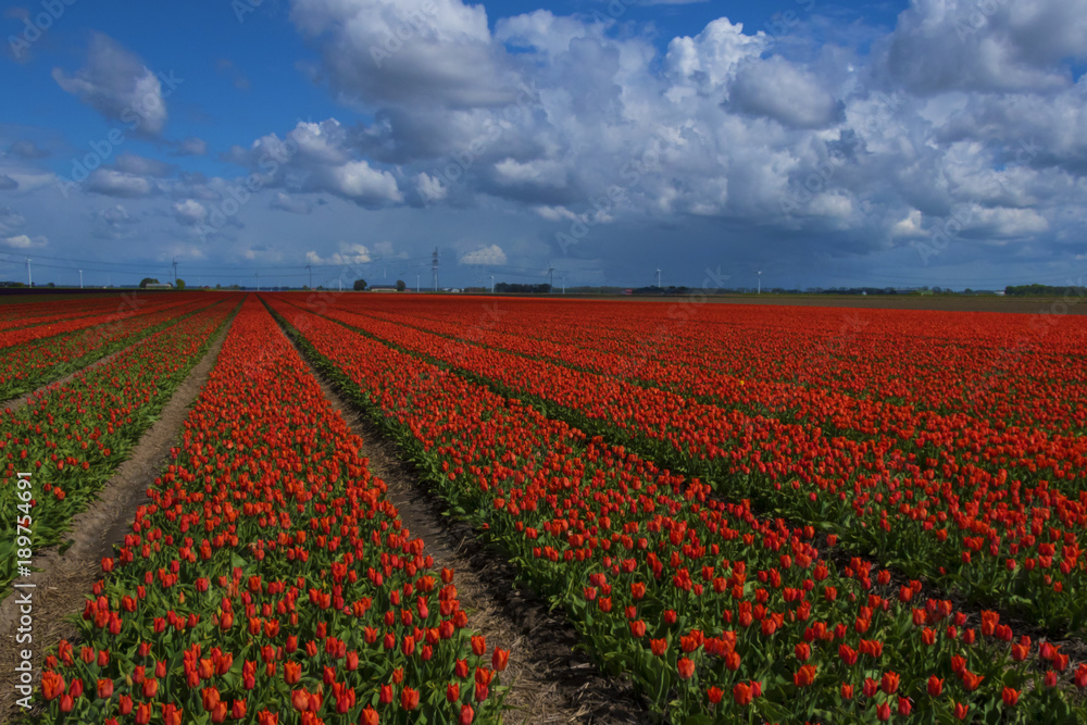Clouds and tulips