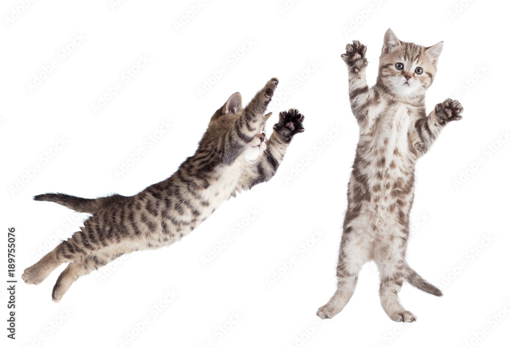 Obraz premium skaczący kot zestaw na białym tle