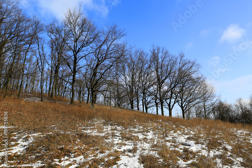 Wallpaper Mural spring day in forest Torontodigital.ca