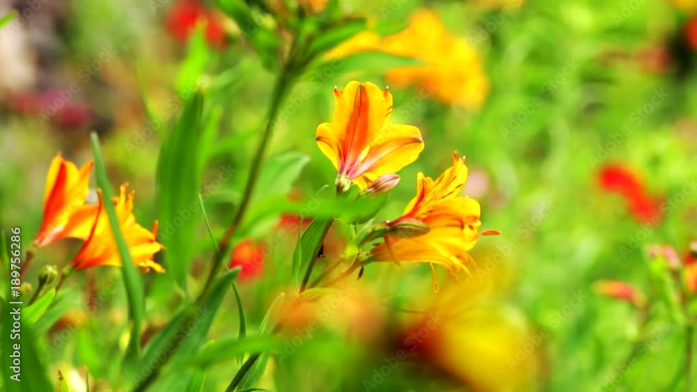 Beautiful flowers blooming at nature background on summer time. Beautiful flowers blooming at nature background on summer time.