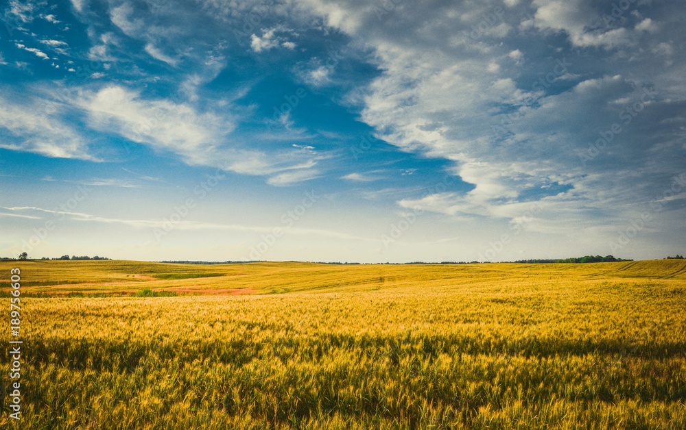 A beautiful shot of a bright yellow meadow on a blue sky background-perfect for wallpapers. Latvian landscape.