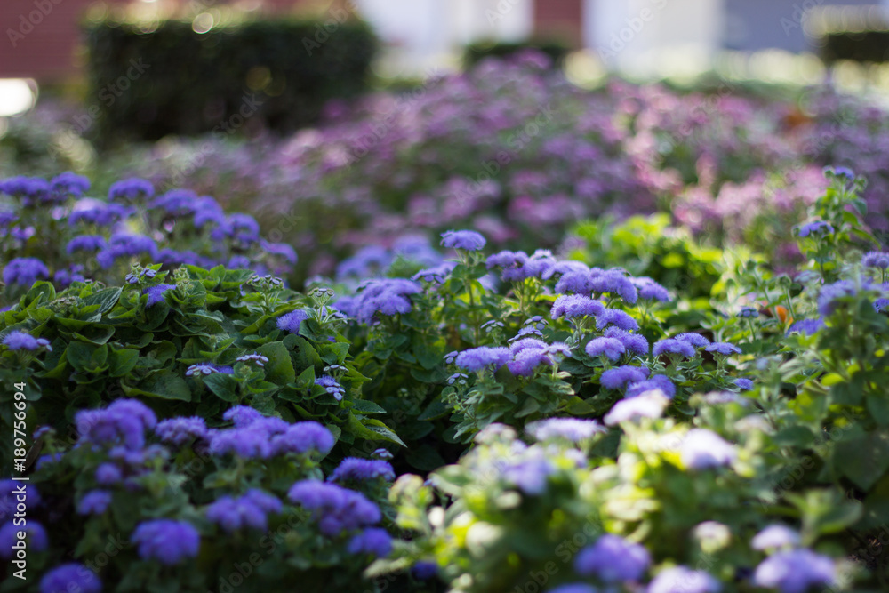 Obraz premium flowerbed in garden