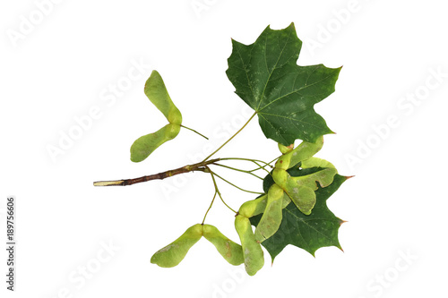 Acer platanoides
