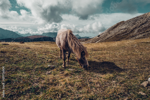 Pony