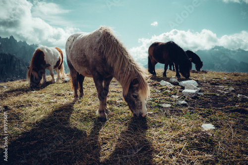 Pony