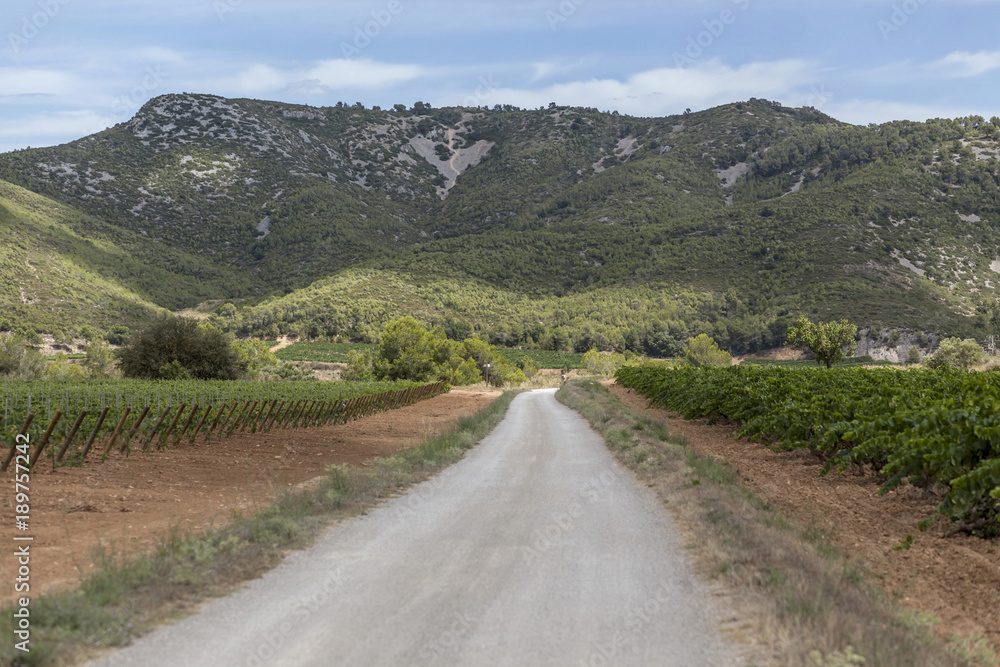Landscape with vineyards in Penedes,wine cava region,Vilafranca del Penedes,Catalonia,Spain.