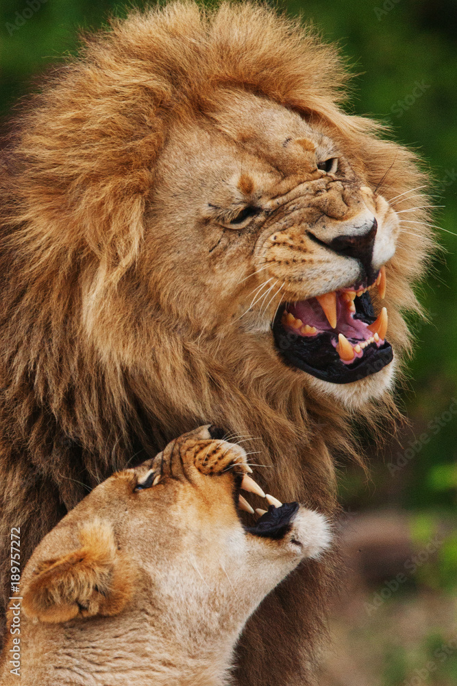 lions feelings