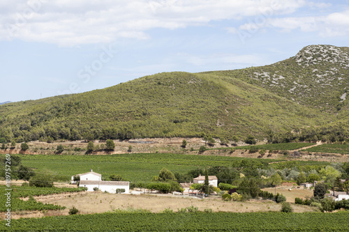 Lanscape with vineyards,Penedes wine cava region,Vilafranca del Penedes,Catalonia,Spain.