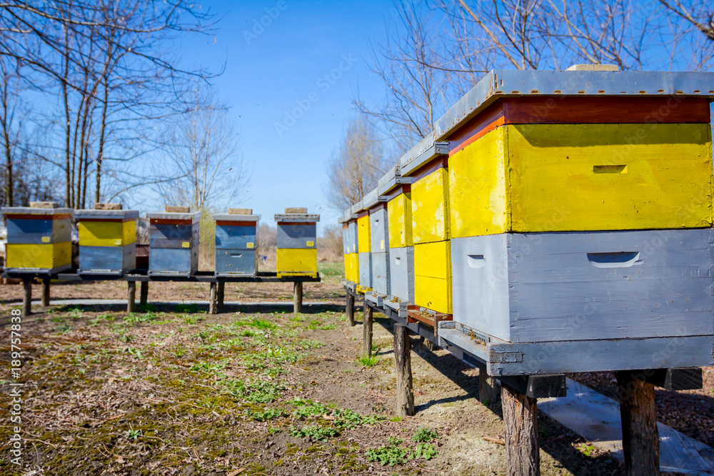 Row of beehives on wooden pillars lifted up, apiary, Bee farm