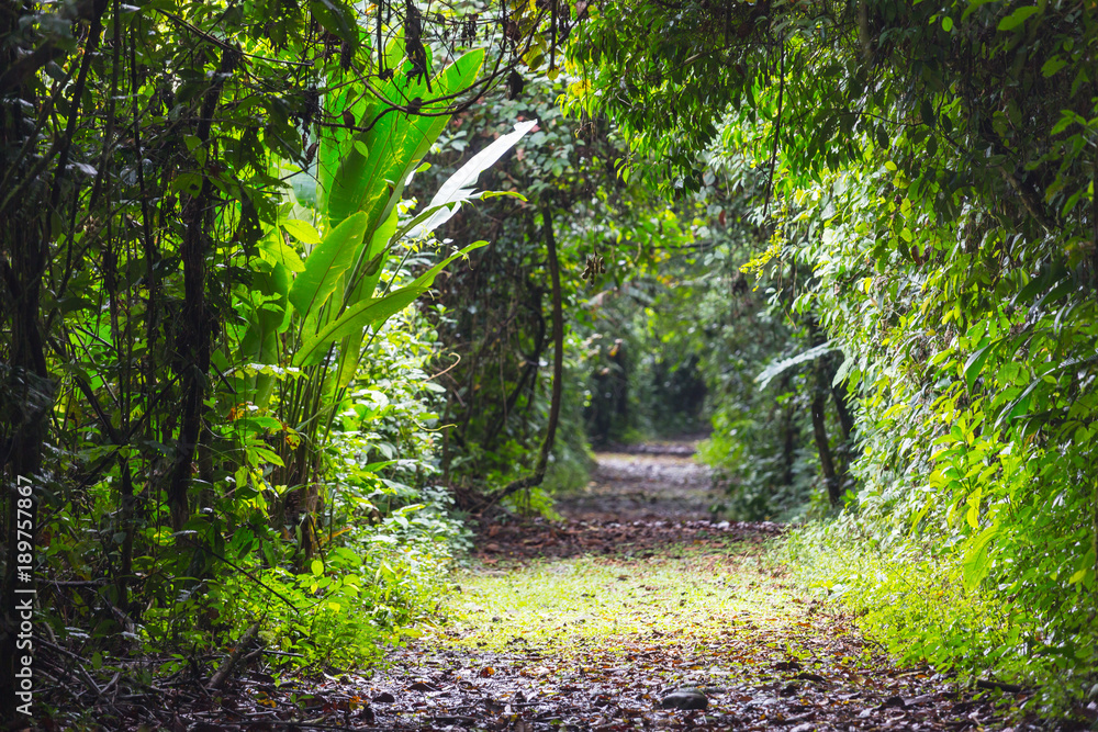 Obraz premium Jungle