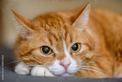 Wallpaper Mural portrait of a domestic cat Torontodigital.ca