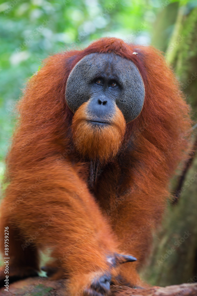 Obraz premium Zamknij się mężczyzna orangutan, szef rodziny małp, rozglądając się