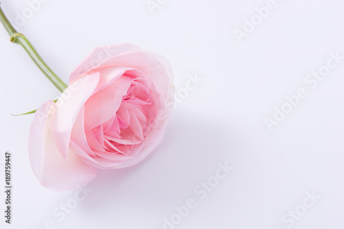 Fototapeta Naklejka Na Ścianę i Meble -  Pink rose flower on white background