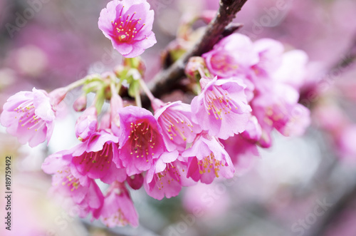Sakura blossoms with blurred background.