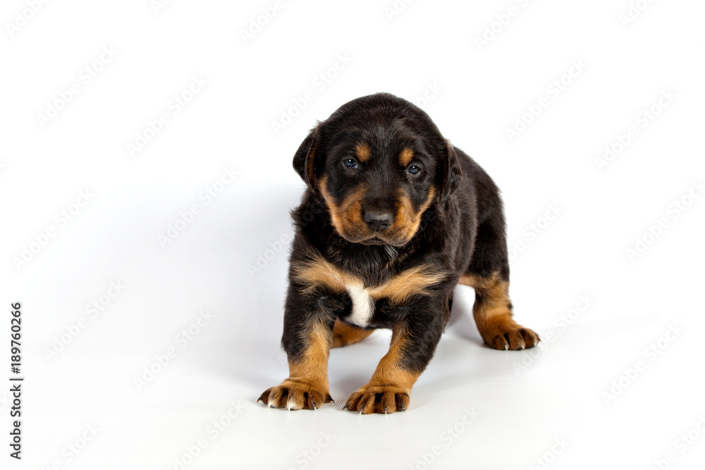 Obraz premium Pretty puppy on white background