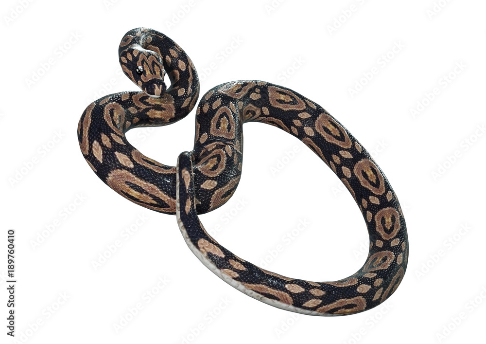 Obraz premium 3D Rendering Ball Python on White