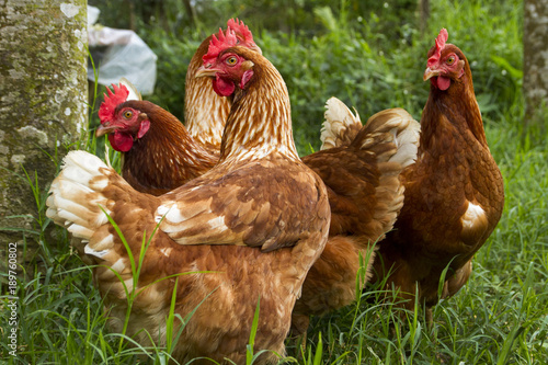 Free range chickens under the tree