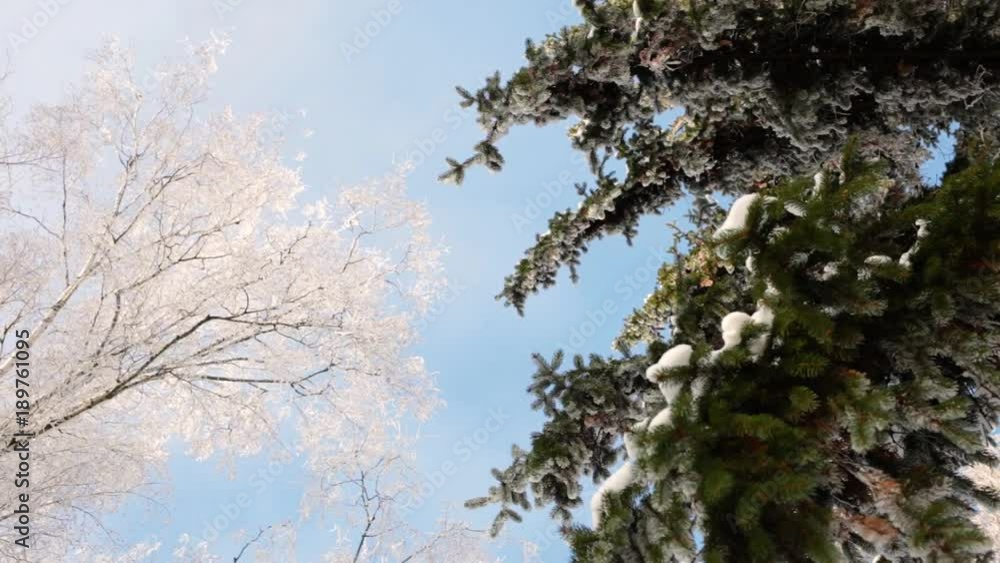 Different kinds of trees isolated over bright blue sunny sky. Branches covered with ice and snow. Beautiful nature background. Different kinds of trees isolated over bright blue sunny sky. Branches covered with ice and snow. Beautiful nature background.