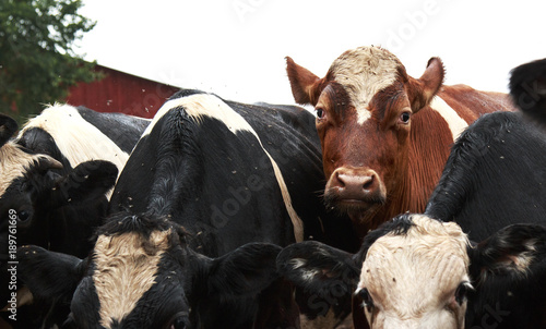 Brown and White Cow standing near black and white cows