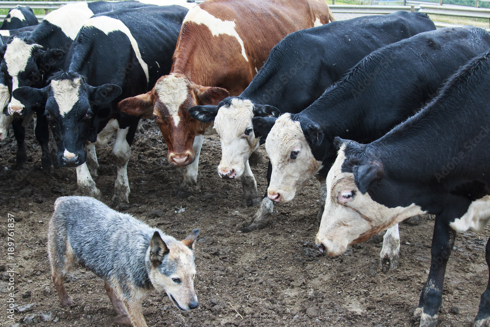 Cows staring at an Australian Cattle Dog