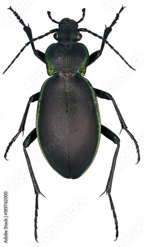 Carabus marginalis is a member of a ground beetle family Carabidae on a white background