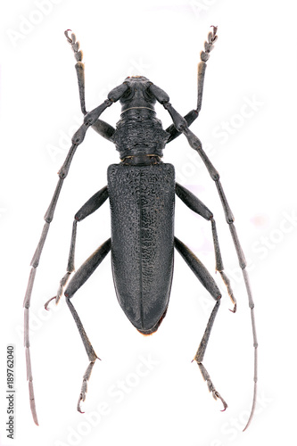 capricorn beetle Cerambyx scopolii from family Cerambycidae on a white background